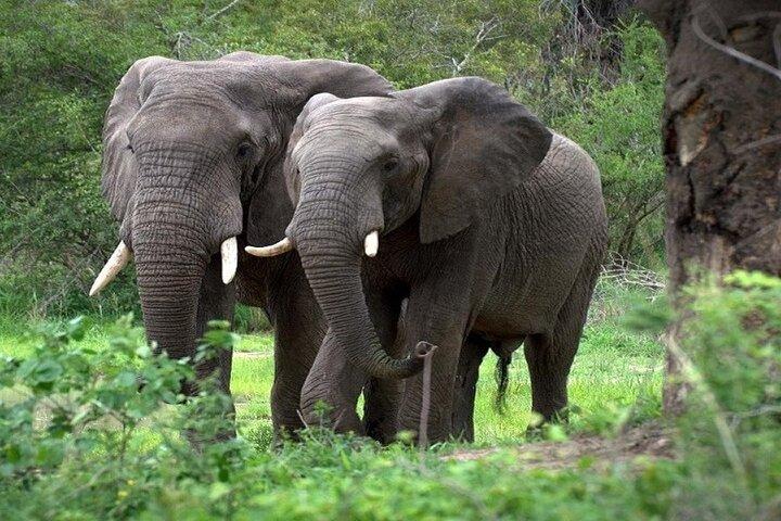 Aberdare National Park Day Excursion from Nairobi