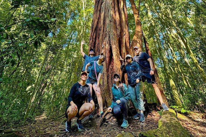 Tijuca Forest: Waterfalls, Cave, and Wildlife