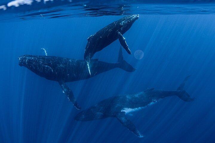 Swim with Humpback Whales in Tahiti (Seasonal)