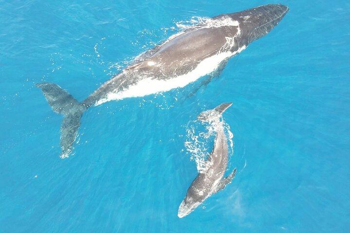 Swim with Humpback Whales in Tahiti (Seasonal)