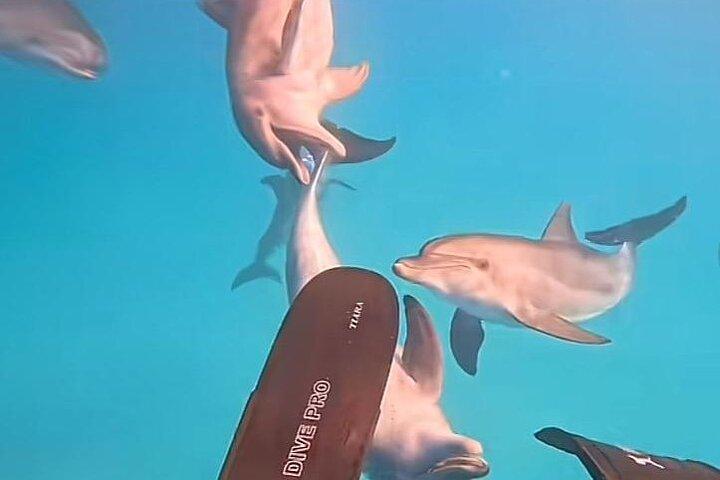 Swim with Dolphins VIP snorkeling Boat Trip with lunch - Hurghada