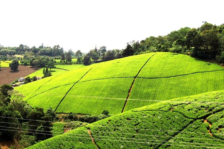 Kiambethu Tea Farm Tour and Lunch