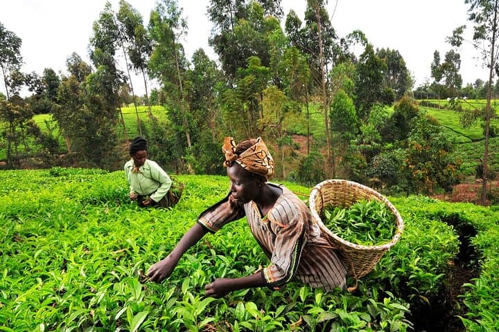 Kiambethu Tea Farm Tour and Lunch