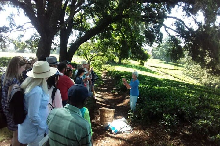 Kiambethu Tea Farm Tour and Lunch