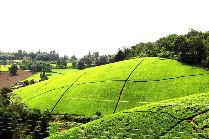 Kiambethu Tea Farm Tour and Lunch