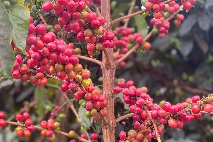 Fairview Coffee Estate Tour with Tasting and Pickup