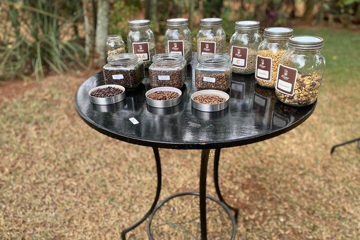 Fairview Coffee Estate Tour with Tasting and Pickup