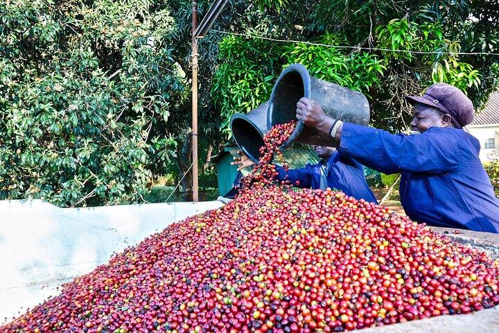 Fairview Coffee Estate Tour with Tasting and Pickup