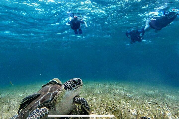 Private Charter 34ft Express Cruiser Stingay City Reef Snorkeling