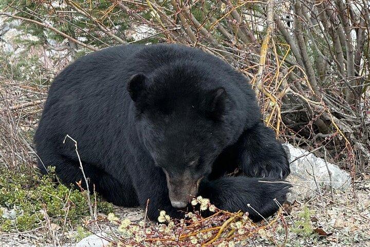 Banff Wildlife Explore and Johnston Canyon Hiking Tour