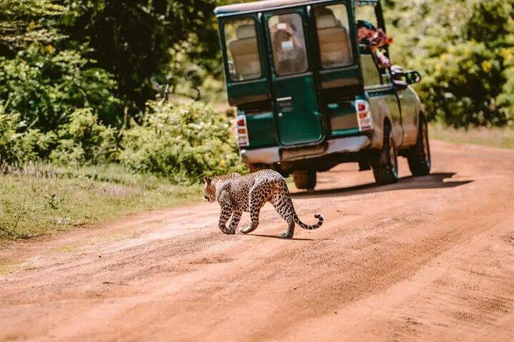 Yala Safari Tour from Hambantota Port by Ajith Safaris