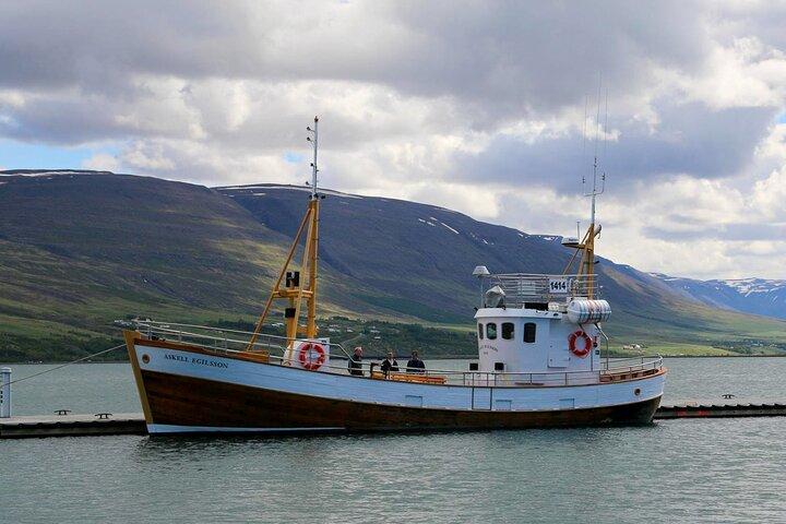 Whale Watching from Akureyri Port