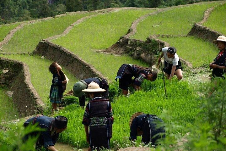 2 Nights in Different Homestay Sapa - Trekking & Fansipan peak