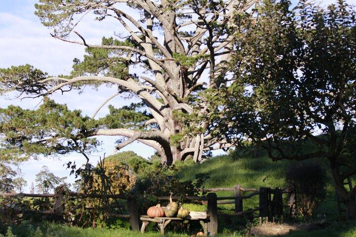 3 Day Hobbiton Rotorua Waiotapu Taupo and Waitomo Caves Tour