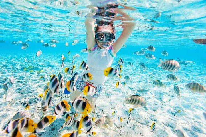Ras Mohammed & White Island: Snorkel, Optional Dive & Lunch