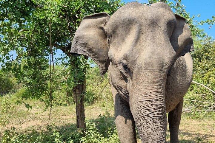 Colombo , Negombo to Trincomalee Transfer and Safari