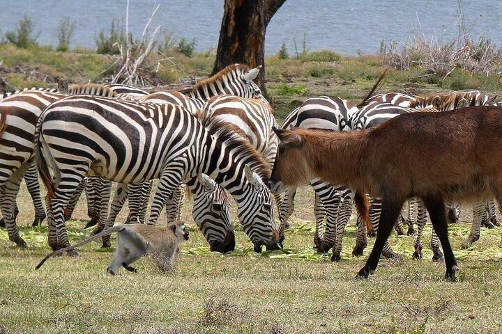 Crescent Island Walking Safari & Naivasha Boat Ride
