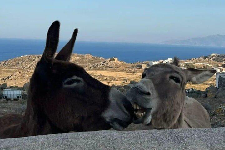 Mykonos In Half A Day Private Tour Designed Just For You