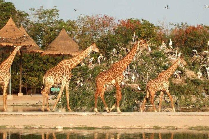 Safari World & Marine Park Bangkok Full-Day with Lunch + Transfer