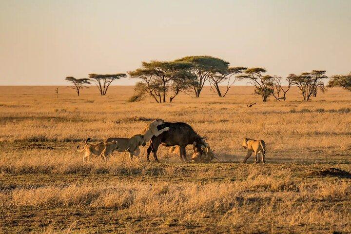 3 Days Serengeti and Ngorongoro joining Camping Safari