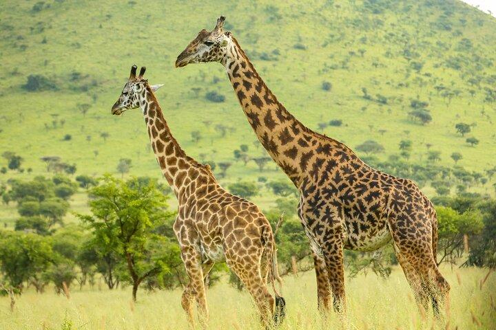 3 Days Serengeti and Ngorongoro joining Camping Safari