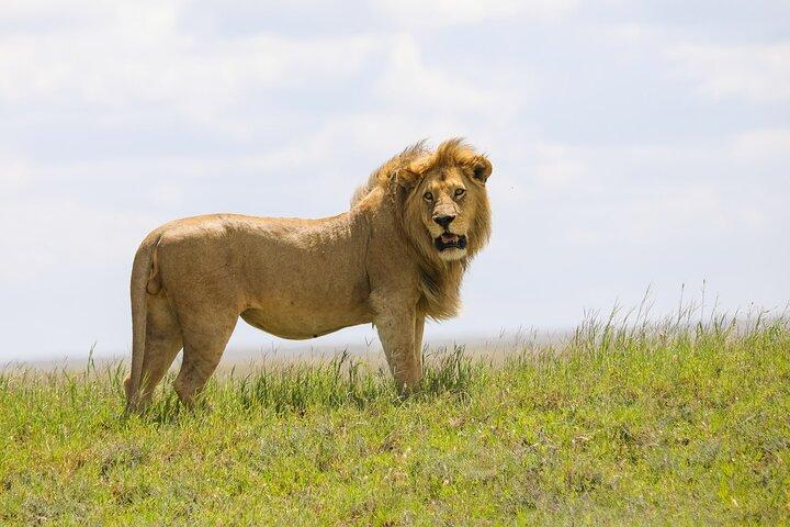 3 Days Serengeti and Ngorongoro joining Camping Safari