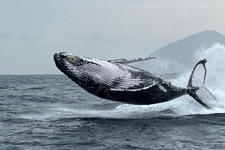 Tijuca Islands Snorkeling or Whale Watching Boat Tour from Rio