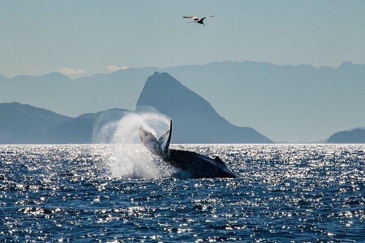 Tijuca Islands Snorkeling or Whale Watching Boat Tour from Rio