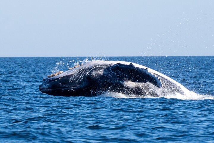 Tijuca Islands Snorkeling or Whale Watching Boat Tour from Rio
