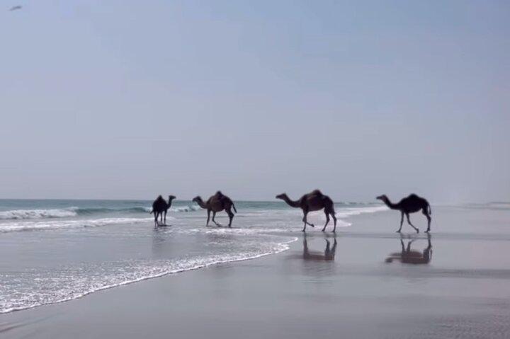 West Salalah Beaches and Blowholes(private tour)