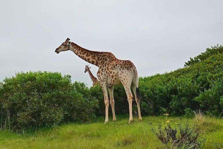 Kragga Kamma Game Park & City tour