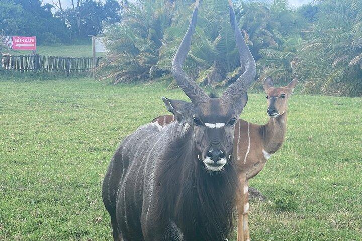 Kragga Kamma Game Park & City tour