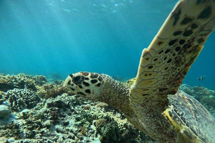Private Snorkeling Tour of Gili Islands in Air Meno and Trawangan