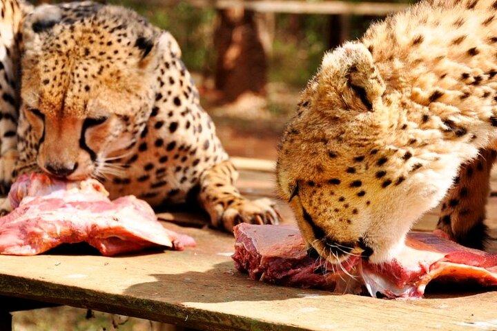 Animal Orphanage with Safari Walk and Bomas cultural Dance Tour