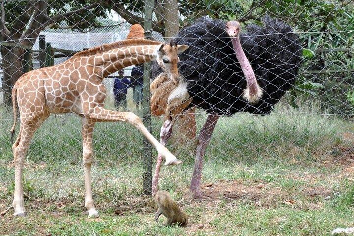 Animal Orphanage with Safari Walk and Bomas cultural Dance Tour
