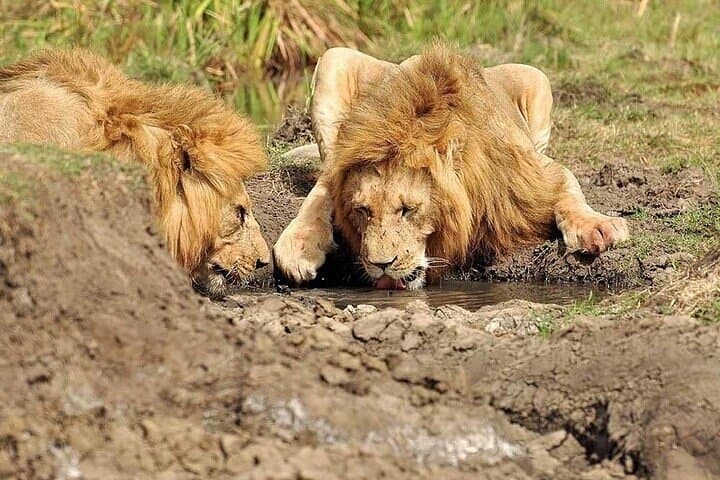 3 Day Masai Mara Safari Mid Range Accommodation