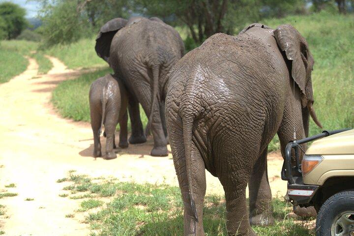 7 Day Ultimate Big Five Wildlife Adventure
