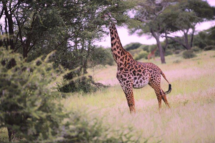 7 Day Ultimate Big Five Wildlife Adventure