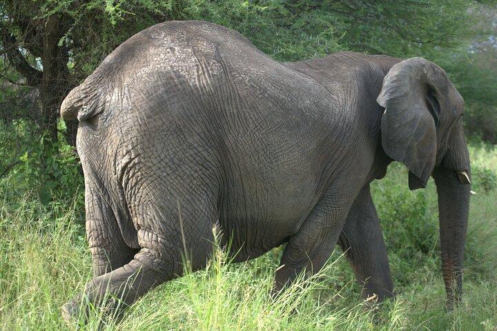 7 Day Ultimate Big Five Wildlife Adventure