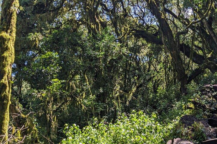 Mount Kilimanjaro Day Hike/ Climbing: Top Rated Experience