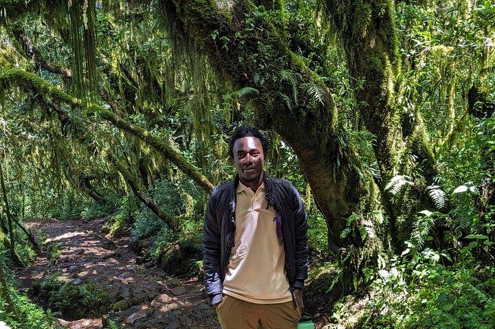 Mount Kilimanjaro Day Hike/ Climbing: Top Rated Experience