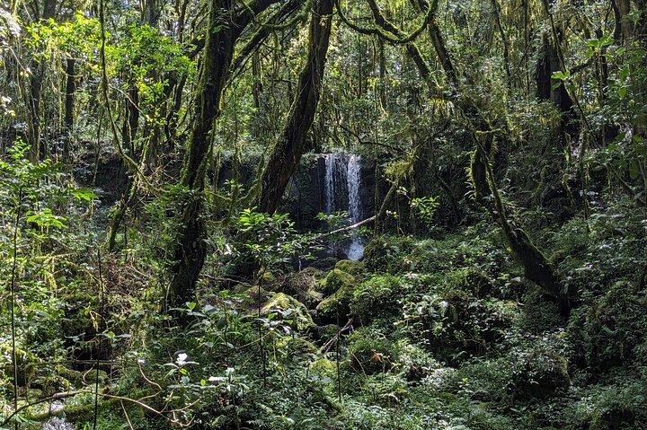 Mount Kilimanjaro Day Hike/ Climbing: Top Rated Experience