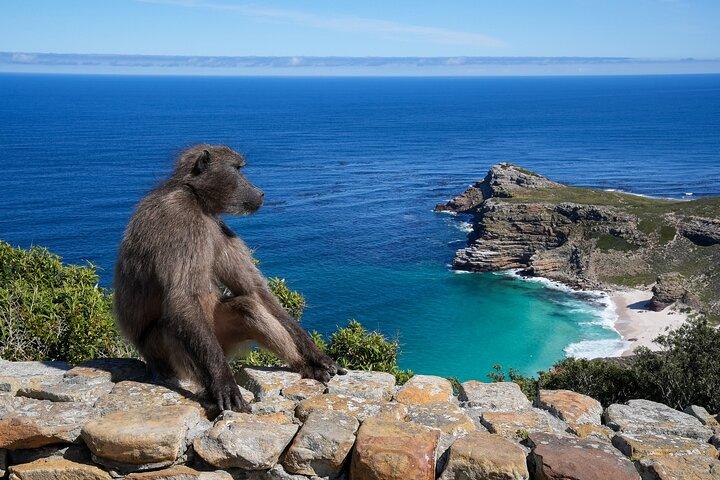 Table Mountain, Cape Point & Penguins Shared Tour incl. Park Fees