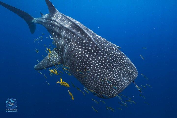 Snorkel with Giants at Ningaloo Reef