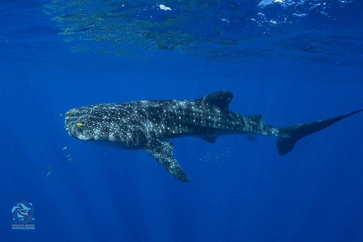 Snorkel with Giants at Ningaloo Reef