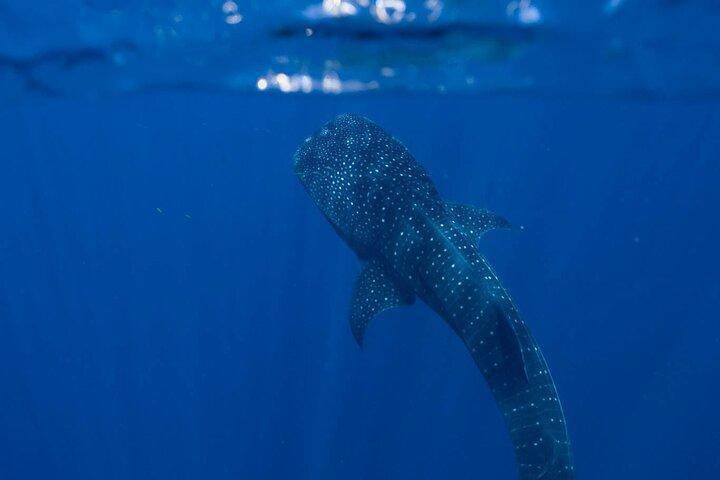 Snorkel with Giants at Ningaloo Reef