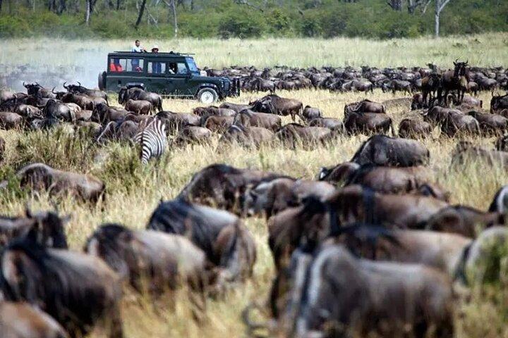 4 Days Naivasha and Masai Mara Wonders