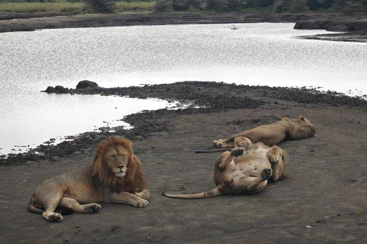 2 Days Adventure Group Camping Tour Tarangire and Ngorongoro