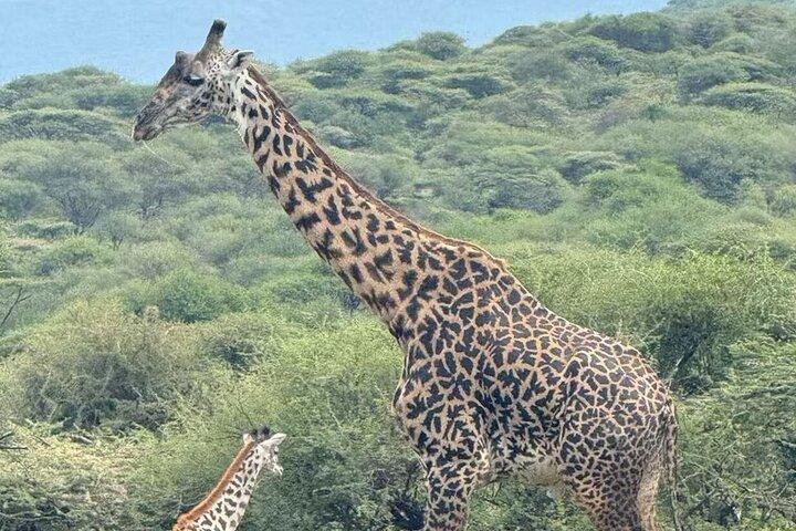 2 Days Adventure Group Camping Tour Tarangire and Ngorongoro