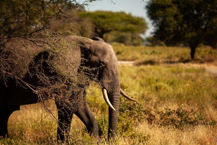 5 Days Tanzania Safaris Tarangire, Ngorongoro, and Serengeti.